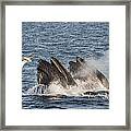 Humpback Whales Feeding With Gulls Framed Print