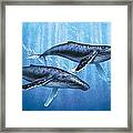 Humpback Whales Framed Print