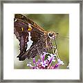 Hungry Butterfly Ii Framed Print