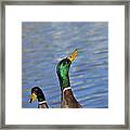 Hungry Duck Framed Print