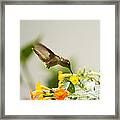 Hungry Flowerbird Framed Print