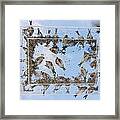 Hungry Little Birds Framed Print