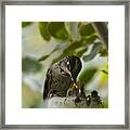 Hungry Little Bug Eaters Framed Print