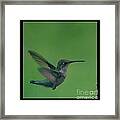 Hungry Little Hummingbird 5 Framed Print
