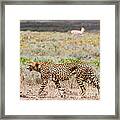 Hungry Red Cheetah Framed Print