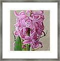 Hyacinth Pink Framed Print