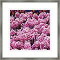 Hyacinth's In Amsterdam Framed Print