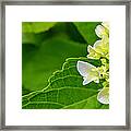 Hydrangea #1 Framed Print