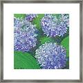 Hydrangea Framed Print