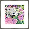 Hydrangea Blooming Framed Print