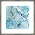 Hydrangea Flowers Framed Print