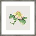 Hydrangea Framed Print