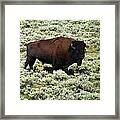 I Am The King Of This Meadow Framed Print