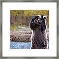 I Can't Bear To Look Framed Print