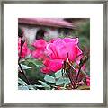 I Dreamed Of A Rose Garden Framed Print