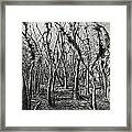 If Not For These Trees I Could See The Forest Framed Print