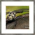 I See You Framed Print