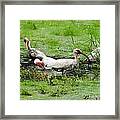 Ibis In Willow Pond Framed Print
