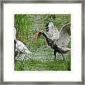 Ibis Landing Framed Print