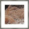 Ice And Dry Grass Framed Print