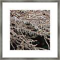 Ice And Icicles Covering Tree Branches Framed Print