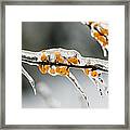 Ice Storm Framed Print