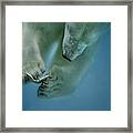 Icebaer Framed Print