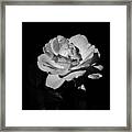 Iceberg Rose Framed Print