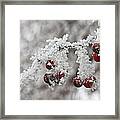 Iced Hawthorn Framed Print