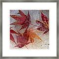 Iced Over Autumn Leaves Framed Print