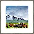 Icelandic Horses In Mountain Landscape In Iceland Framed Print