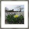 Iceplant Bloom On Carmel Dunes Framed Print