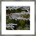 Icy Branch-7482 Framed Print