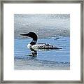 Icy Loon Framed Print