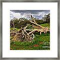 If Trees Could Talk Framed Print