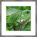 Iguana Framed Print