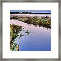 Black Tern Marsh At Dawn No. 1 Framed Print