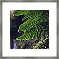 Illumination Framed Print