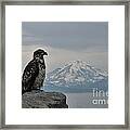 Immature Eagle And Alaskan Mountain Framed Print