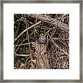 Immature White-throated Sparrow Framed Print