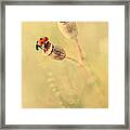 Impression With Dry Poppies Framed Print