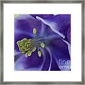 In A Bugs World Framed Print