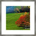 In A Field Of Green Framed Print