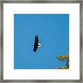 In Flight Framed Print