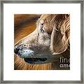 In Profile Framed Print