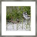 In The Grass - Wilson's Plover Chick Framed Print
