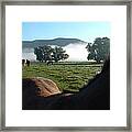 In The Pasture Framed Print