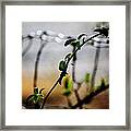In The Wire Framed Print