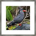 Inca Tern Framed Print