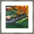 Inch By Inch Framed Print